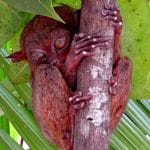 2 Bohol klein